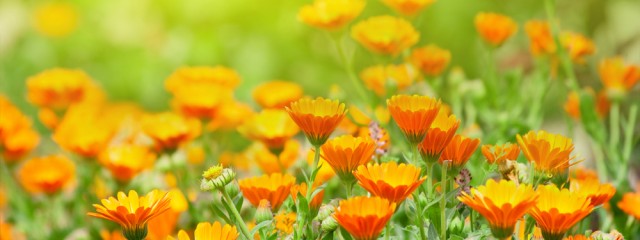 flowers orange